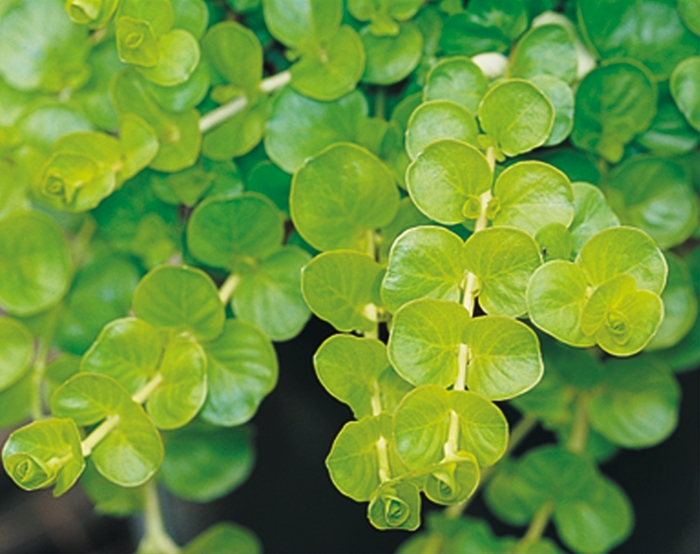 'Goldilocks' Creeping Jenny - Lysimachia nummularia from 93 Nursery