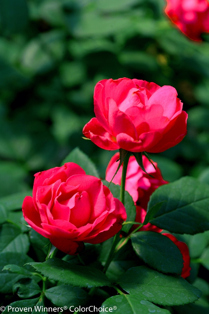 'Oso Easy Double Red®' Landscape Rose - Rosa from 93 Nursery