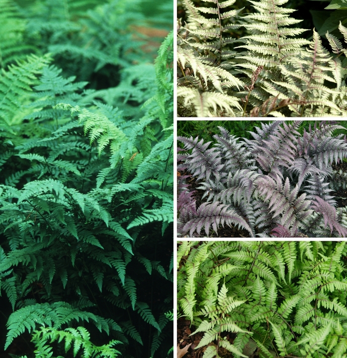 'Multiple Varieties' Wood Fern - Athyrium from 93 Nursery