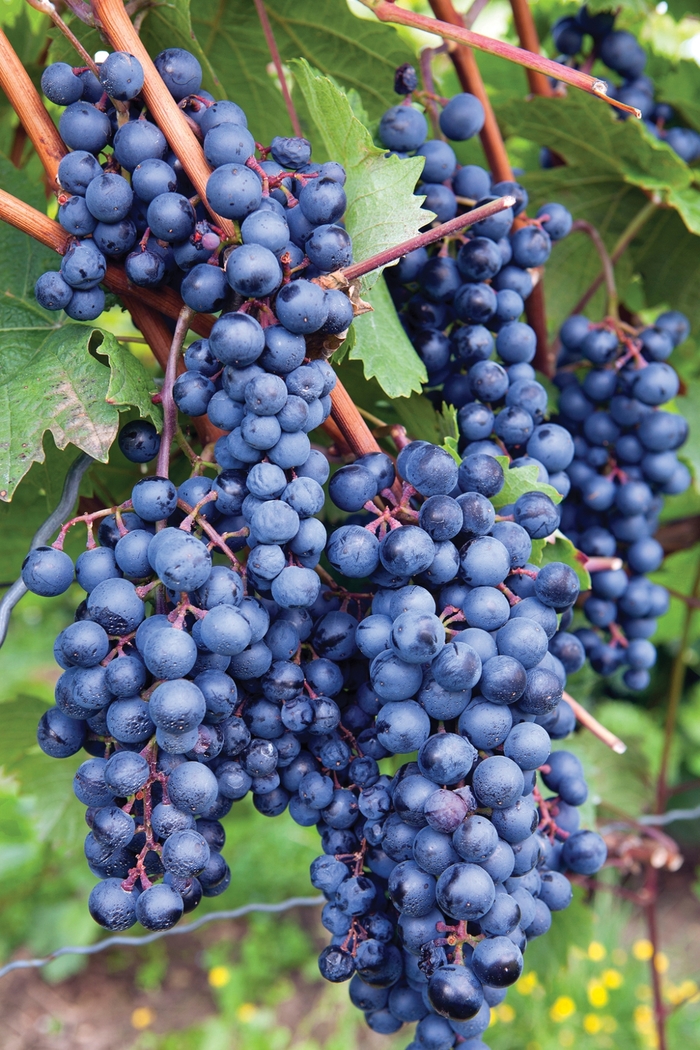 'Concord' Grape - Vitis labrusca from 93 Nursery
