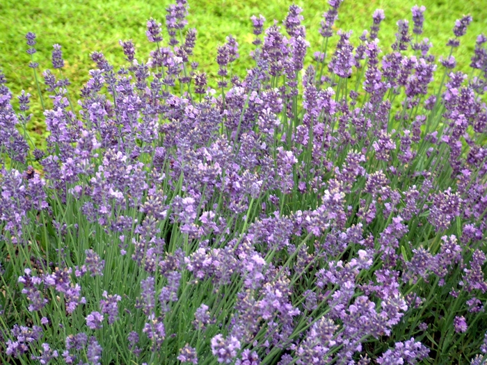 'Munstead' Lavender - Lavandula angustifolia from 93 Nursery