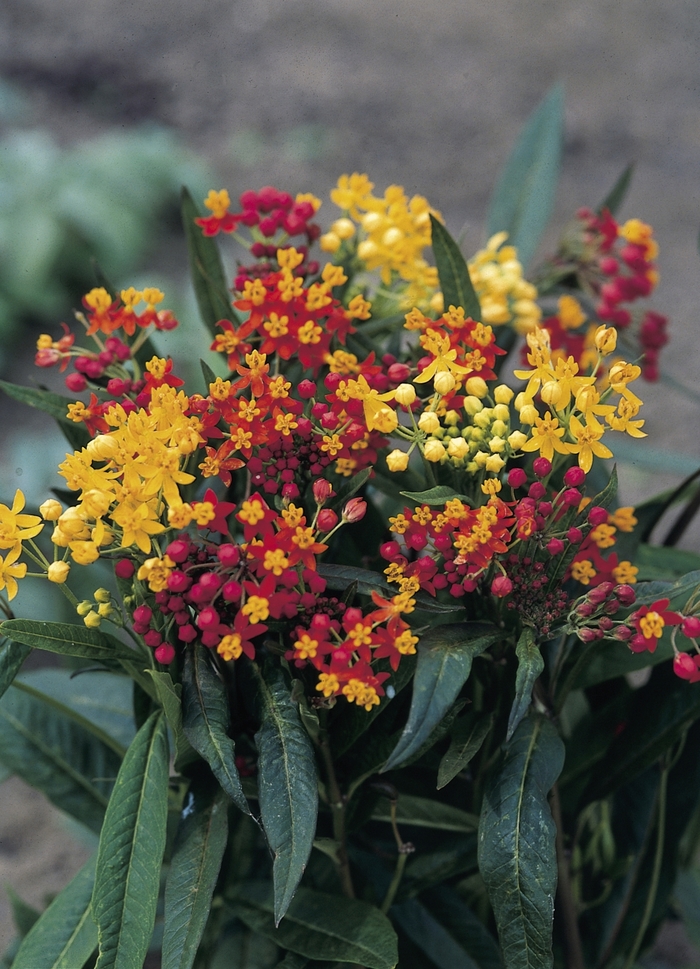 'Silky Mixture' Tropical Milkweed - Asclepias curassavica from 93 Nursery
