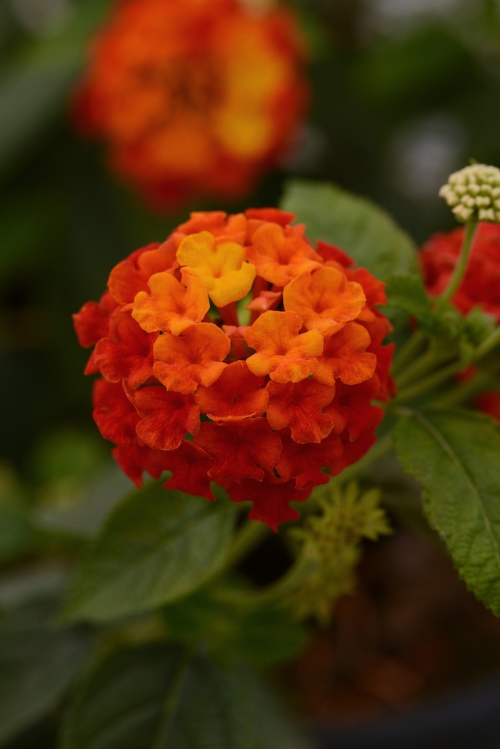 Lucky™ Red - Lantana camara from 93 Nursery