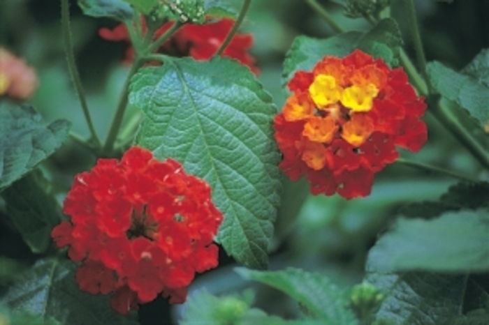 'Dallas Red' Lantana - Lantana camara from 93 Nursery