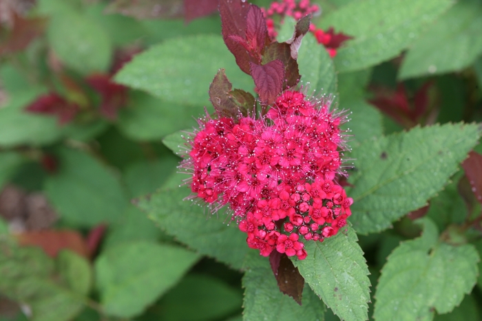 Double Play 'Doozie®' - Spiraea (Spirea) from 93 Nursery