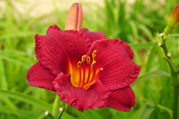 'Cranberry Baby' Daylily - Hemerocallis from 93 Nursery