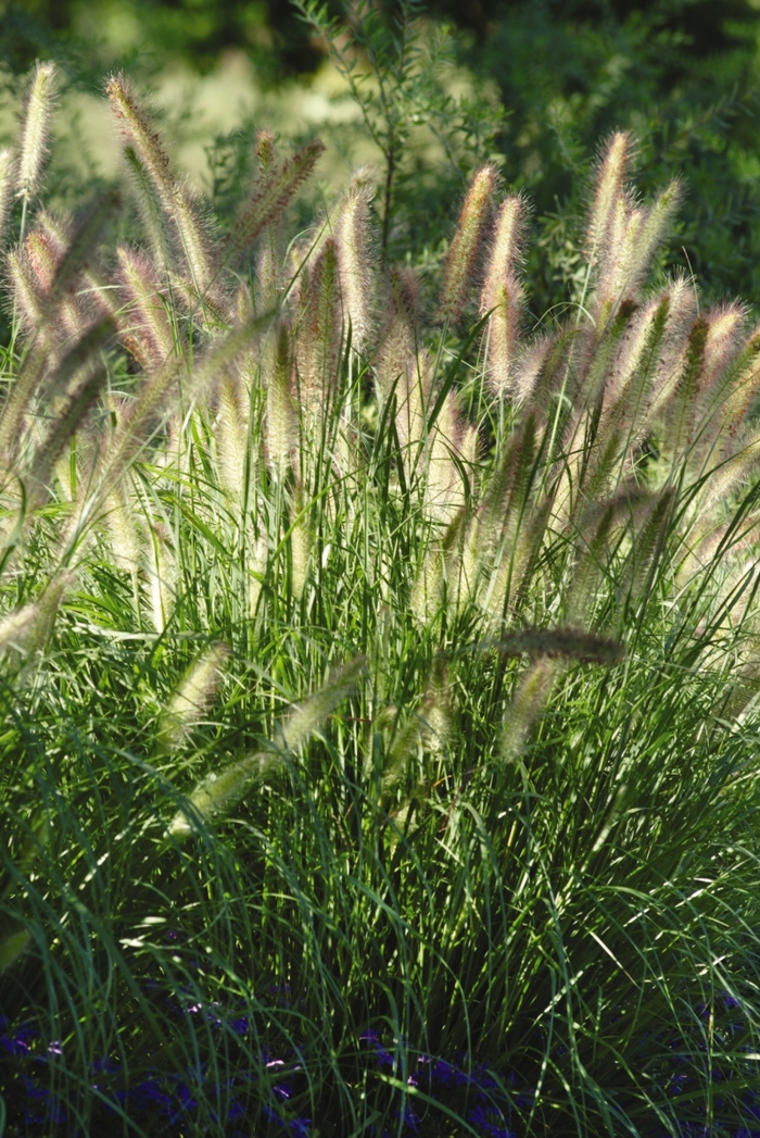 'Cassian' Fountain Grass - Pennisetum alopecuroides from 93 Nursery