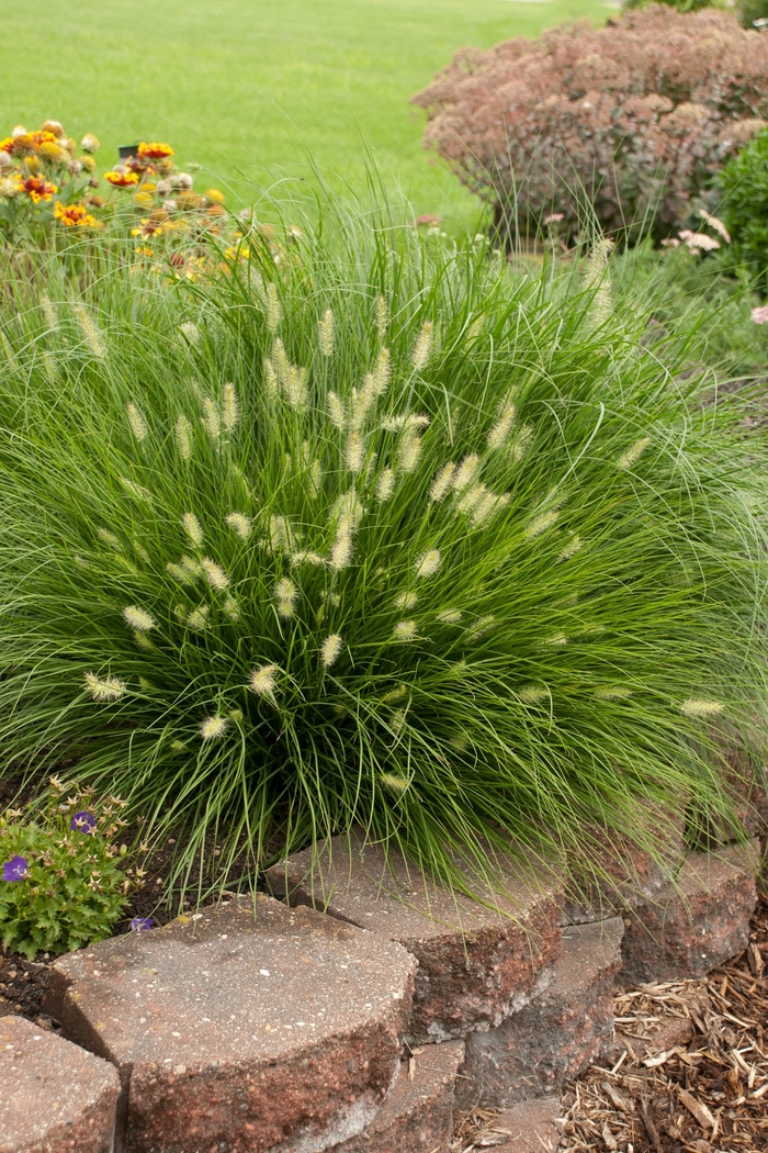 'Little Bunny' Miniature Fountain Grass - Pennisetum alopecuroides from 93 Nursery