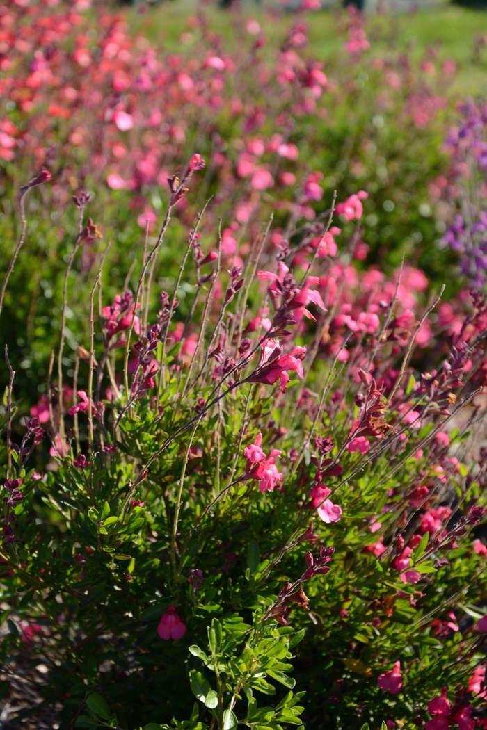 Arctic Blaze® 'Fuchsia' - Salvia from 93 Nursery