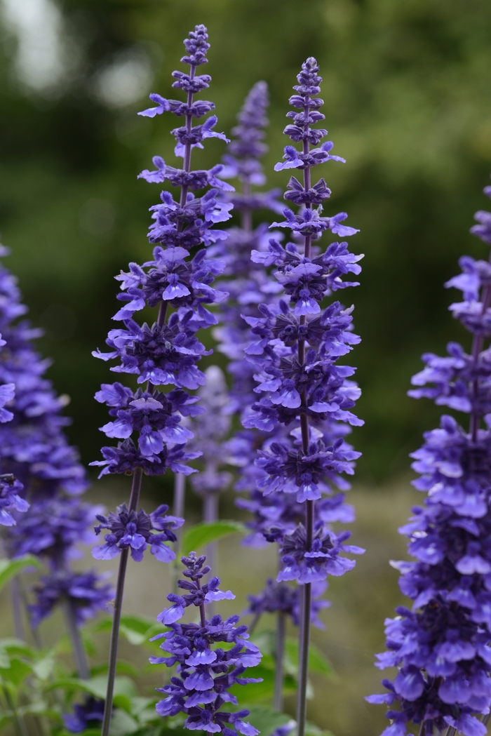 'Mystic Spires' Sage - Salvia longispicata x farinacea from 93 Nursery