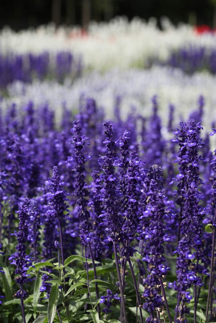 'Victoria Blue' Mealycup Sage - Salvia farinacea from 93 Nursery