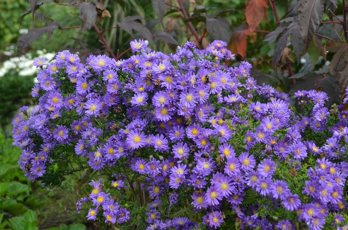 Kickin® 'Lilac Blue' - Aster from 93 Nursery