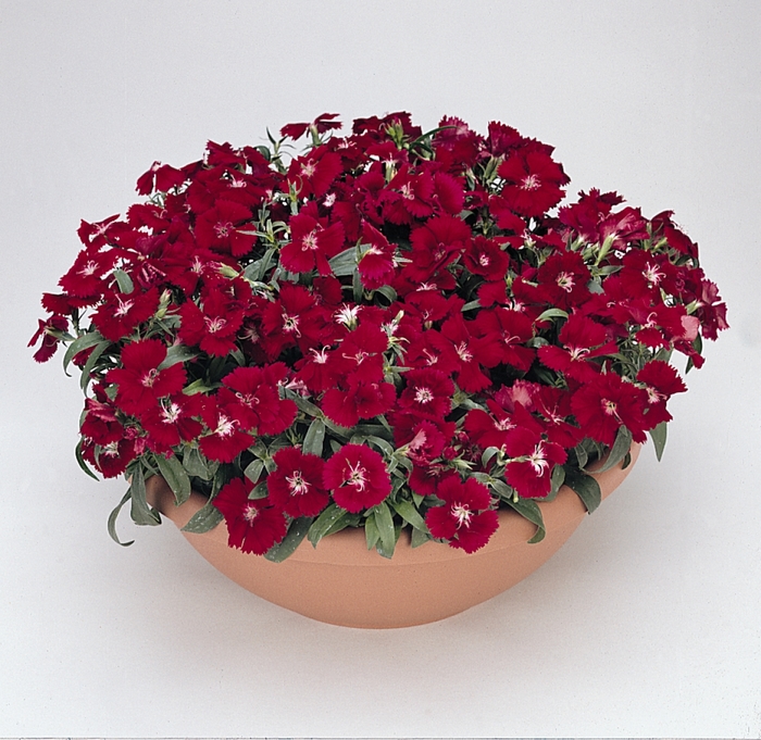 Floral Lace™ Crimson - Dianthus chinensis x barbatus from 93 Nursery