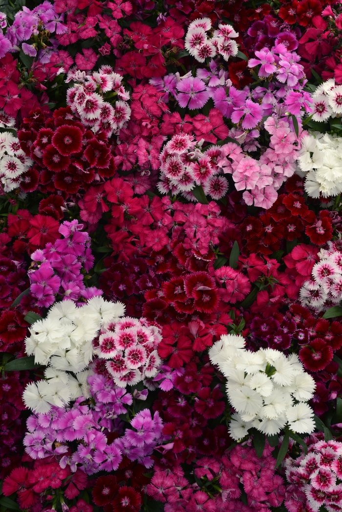 Floral Lace™ Mix - Dianthus chinensis x barbatus from 93 Nursery