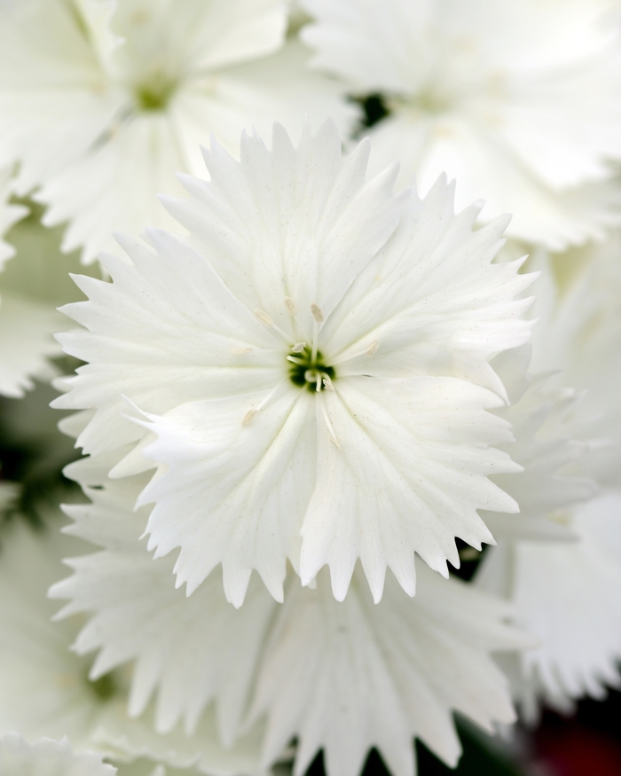 Floral Lace™ White - Dianthus chinensis x barbatus from 93 Nursery