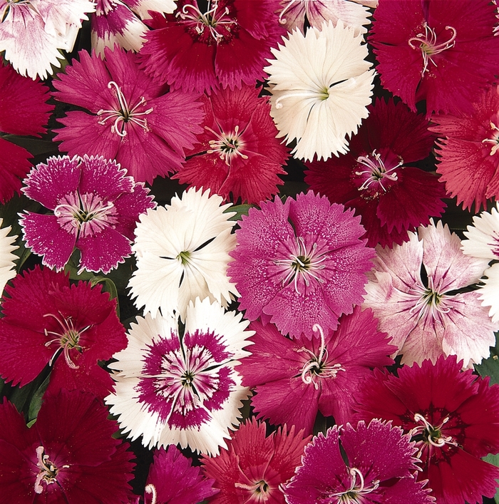 Dianthus - Dianthus from 93 Nursery