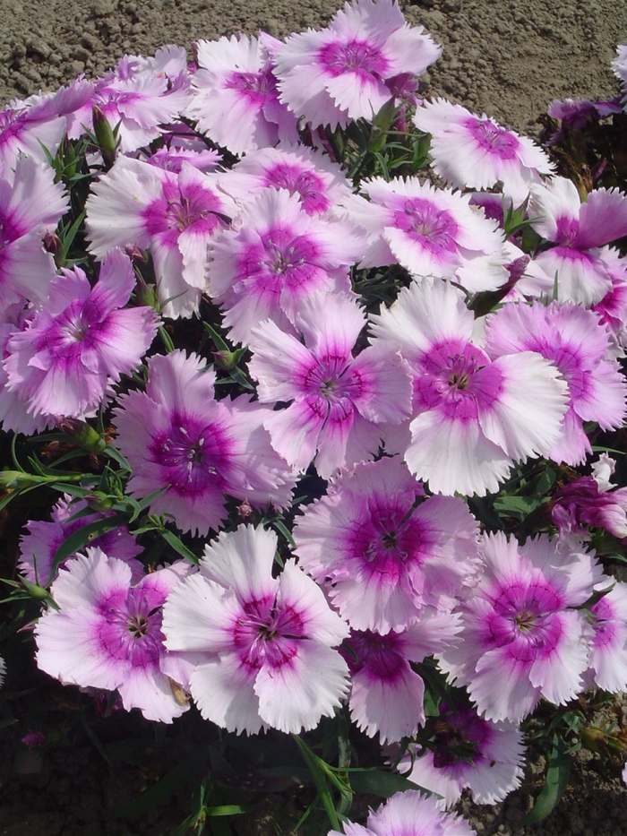 Diana 'Lavender Picotee' - Dianthus chinensis (Pinks) from 93 Nursery