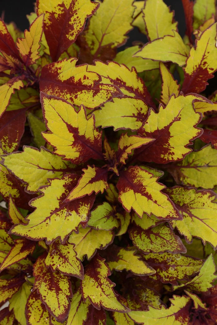 FlameThrower™ 'Spiced Curry' - Coleus from 93 Nursery