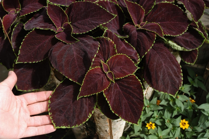 'Chocolate Mint' - coleus scutellarioides from 93 Nursery