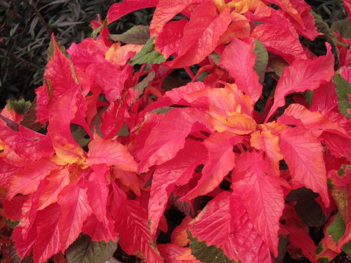 'Carnival' Amaranth - Amaranthus gangeticus from 93 Nursery