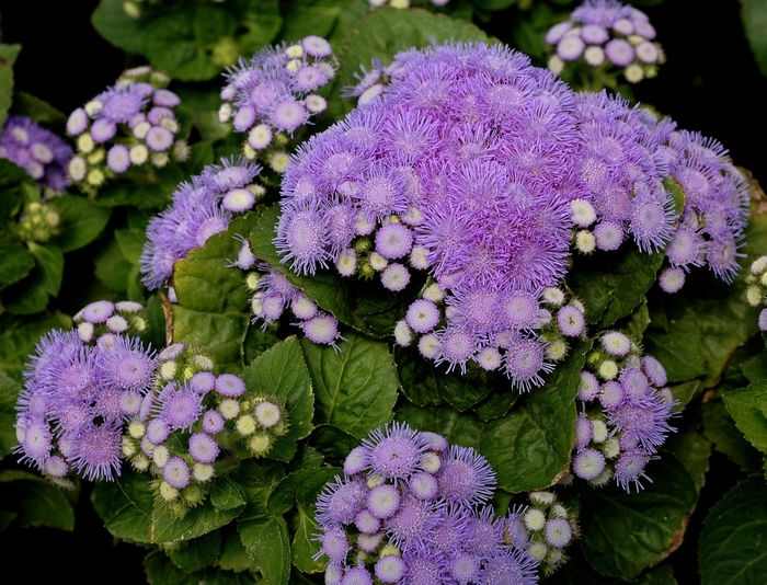 Blue Ageratum - Ageratum houstonianum from 93 Nursery