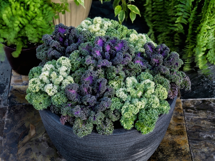 Yokohama 'Mix' - Brassica oleracea var acephala (Flowering Kale) from 93 Nursery