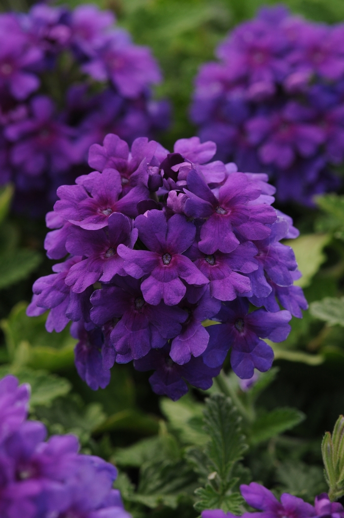 EnduraScape™ Dark Purple - Verbena peruviana from 93 Nursery