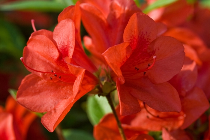 'Red Ruffle' Azalea - Rhododendron (Azalea) from 93 Nursery