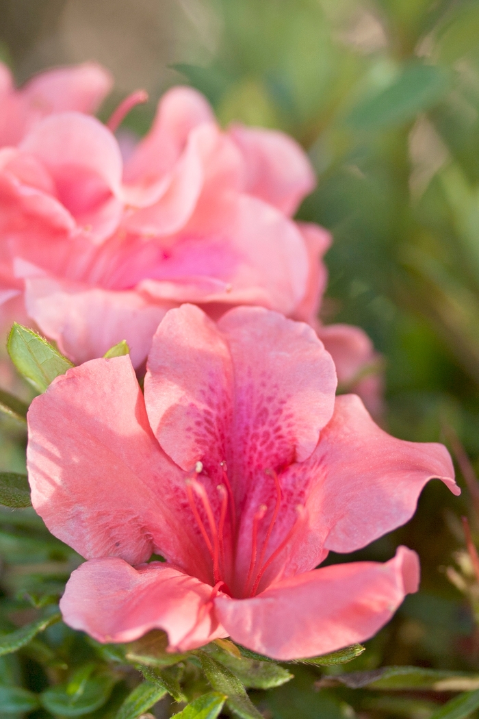Encore® 'Autumn Coral®' - Rhododendron (Azalea) from 93 Nursery