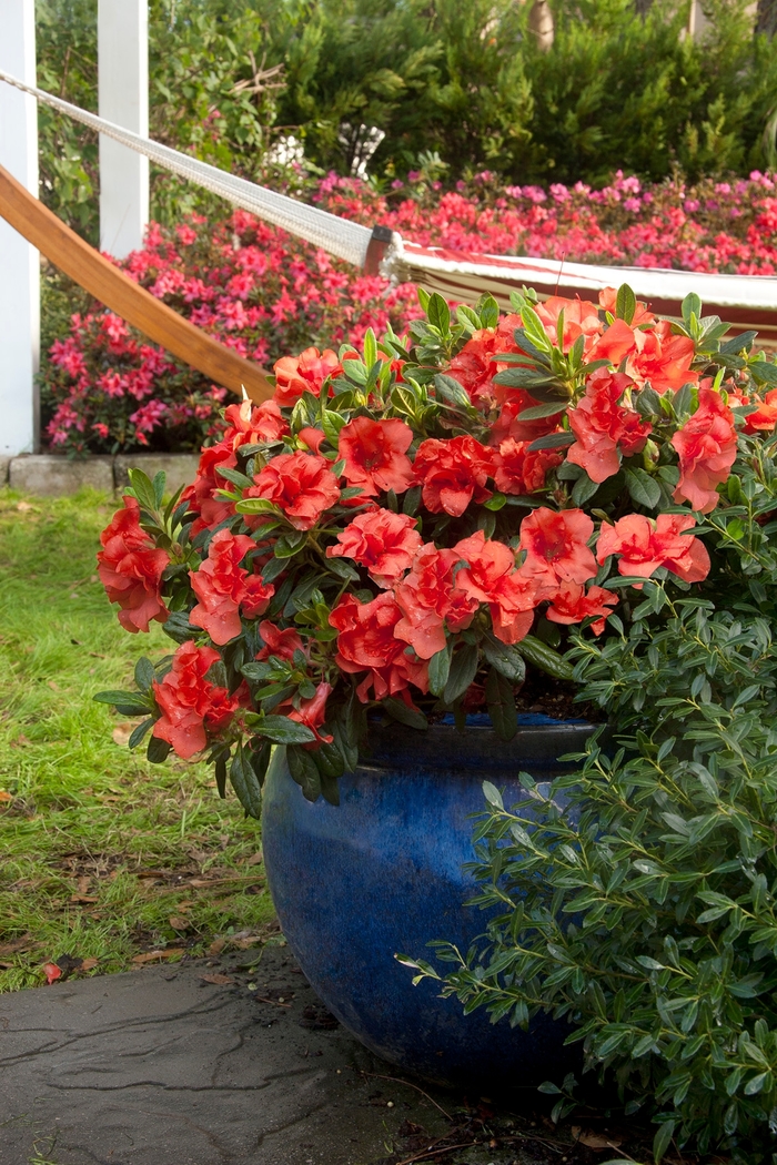Encore® 'Autumn Embers™' - Rhododendron (Azalea) from 93 Nursery