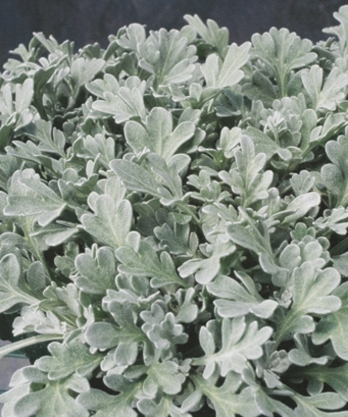 Dusty Miller - Artemisia stelleriana from 93 Nursery