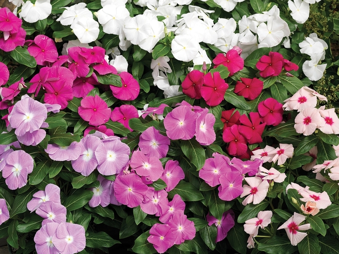 Cora® 'Mix' - Catharanthus roseus (Vinca) from 93 Nursery