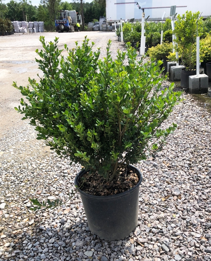 'Compacta' Compact Japanese Holly - Ilex crenata from 93 Nursery