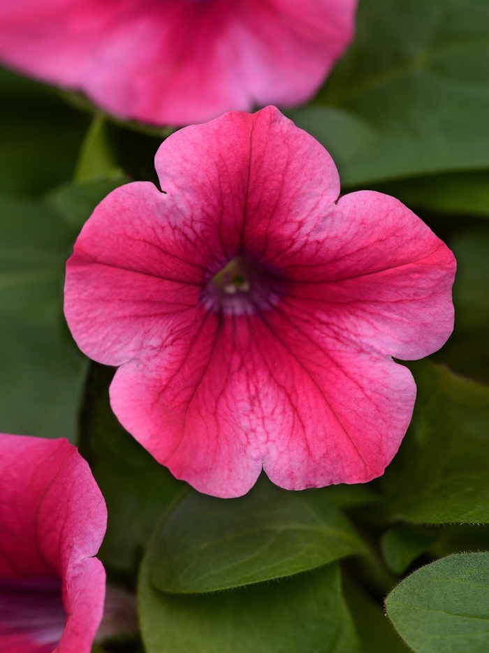Headliner™ Lipstick - Petunia from 93 Nursery