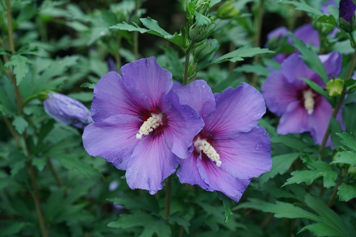 Rose of Sharon - Hibiscus syriacus from 93 Nursery