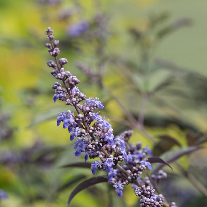 'Flip Side®' Chaste Tree - Vitex from 93 Nursery