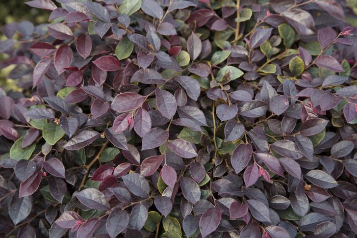 'Purple Daydream®' Chinese Fringeflower - Loropetalum chinense from 93 Nursery
