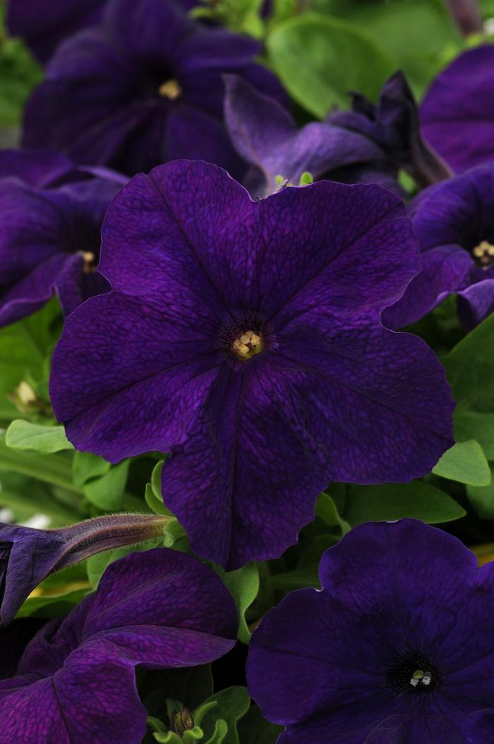 Pretty Grand™ 'Midnight' - Petunia from 93 Nursery