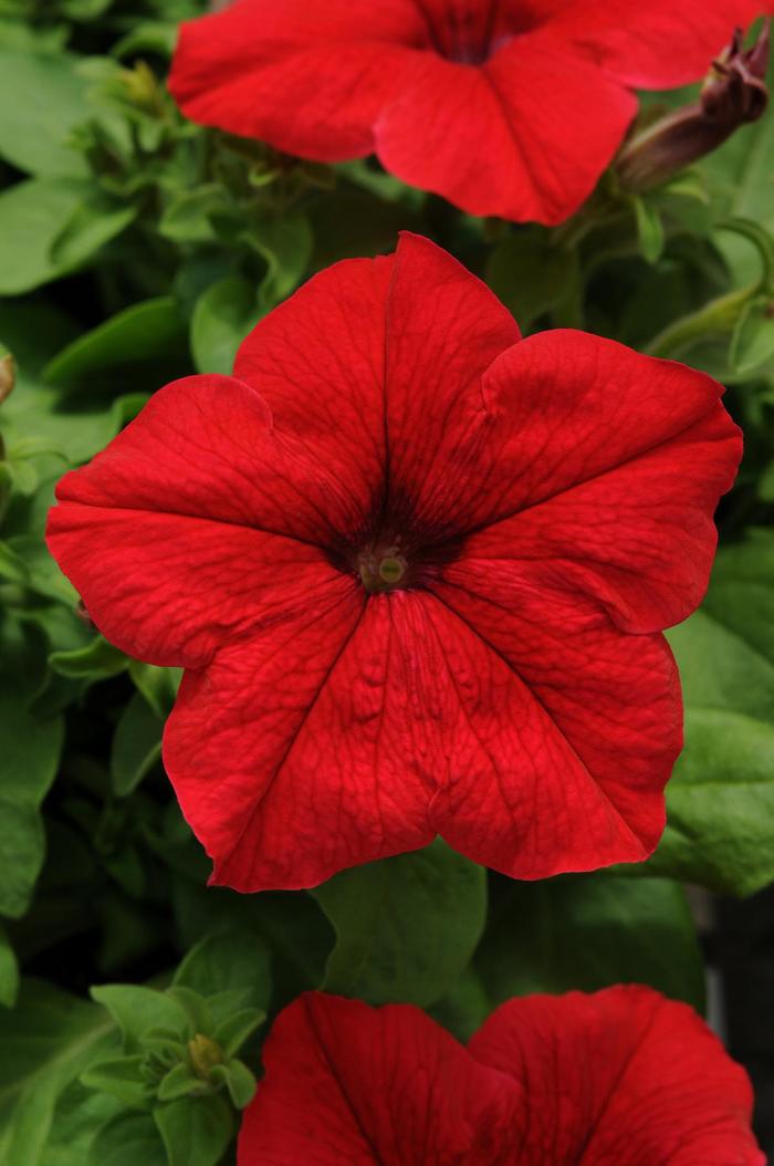 Pretty Grand™ 'Red' - Petunia from 93 Nursery