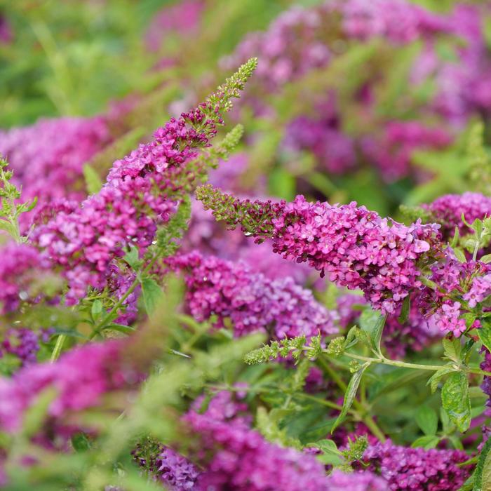 Lo and Behold Ruby Chip® - Buddleia (Butterfly Bush) from 93 Nursery