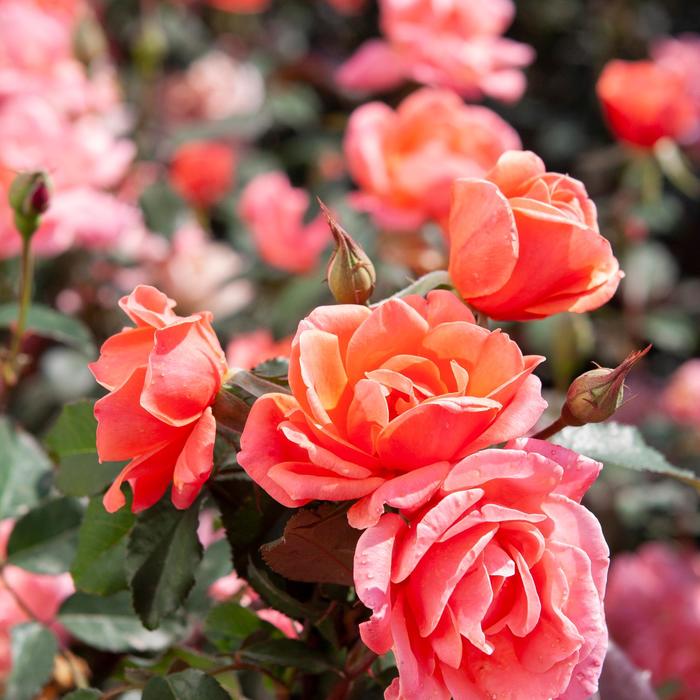 Knock Out® Coral - Rosa (Rose) from 93 Nursery