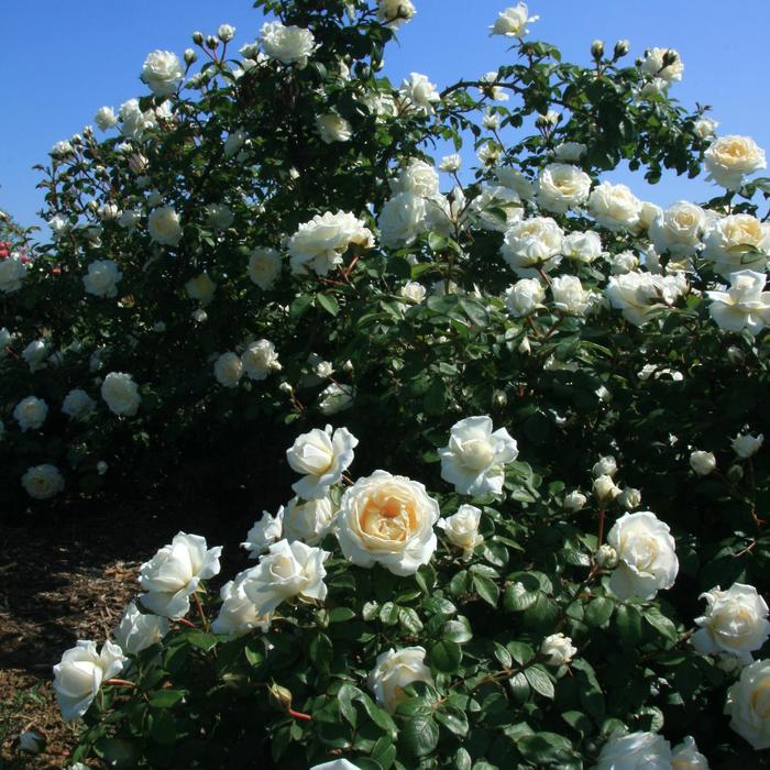 'Cloud 10™' Rose - Rosa from 93 Nursery
