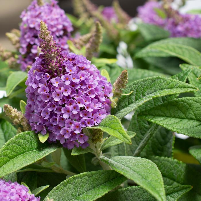 Dapper® Lavender - Buddleia davidii (Butterfly Bush) from 93 Nursery