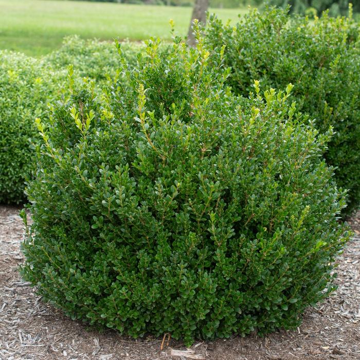 'Little Missy' Boxwood - Buxus microphylla from 93 Nursery