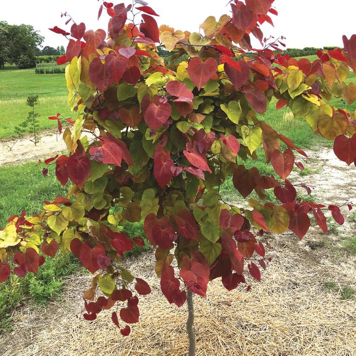 'Flame Thrower®' Redbud - Cercis canadensis from 93 Nursery