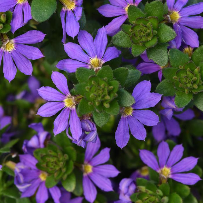 'Blue Brilliance' Fan Flower - Scaevola from 93 Nursery