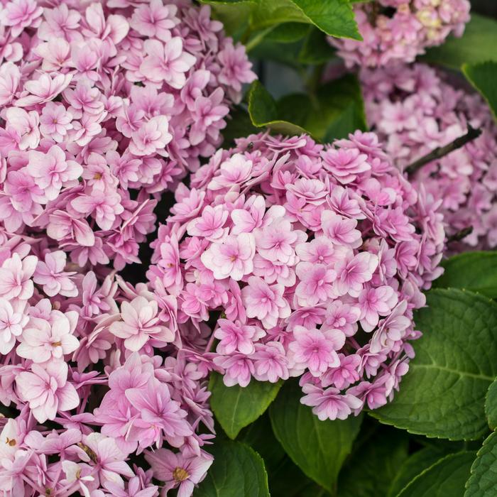 'Double Down' Bigleaf Hydrangea - Hydrangea macrophylla from 93 Nursery