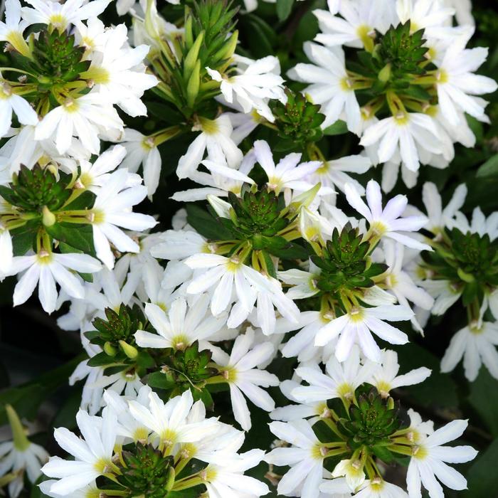 'White Sparkle' Fan Flower - Scaevola from 93 Nursery