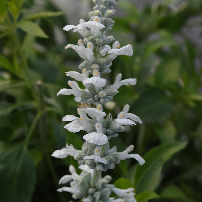 'White Flame' Mealycup Sage - Salvia farinacea from 93 Nursery