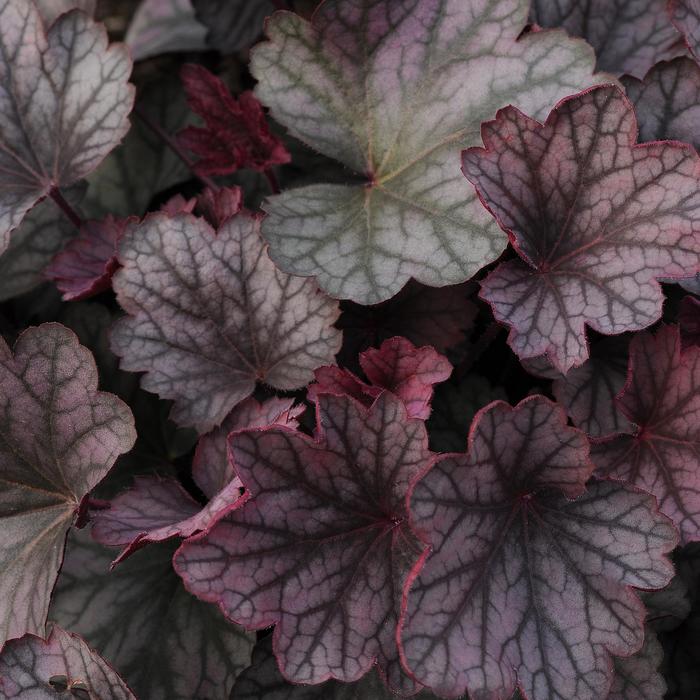 'Mulberry' Coral Bells - Heuchera from 93 Nursery